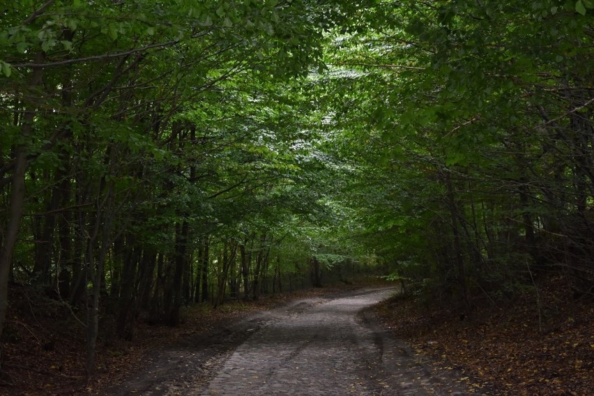 Jesień w powiecie kościerskim. Przyroda zmienia barwy. Zobaczcie jak tu ładnie [ZDJĘCIA]