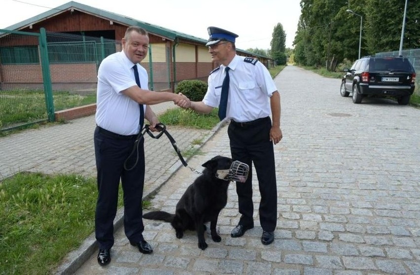 Hejor - owczarek patrolowo-tropiący wrocławskiej policji