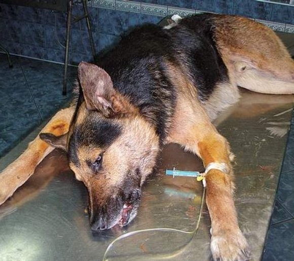 Pies przeżył operację, w trakcie której wyciągnięto mu kulę z okolic kręgosłupa. Teraz jest w schronisku.