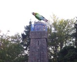 Wielki kruk ląduje na wieży Bismarcka w Szczecinku