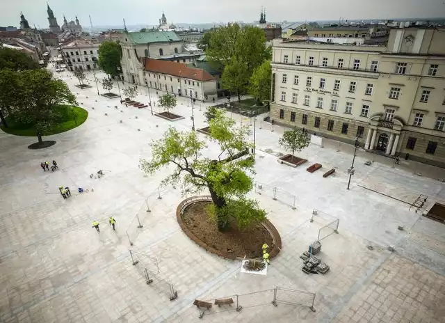 Baobab na placu Litewskim w Lublinie