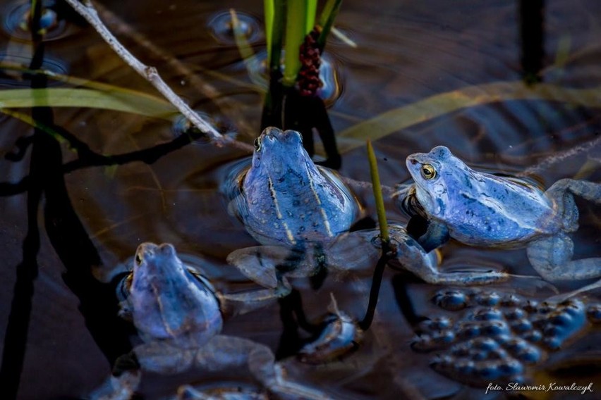 Żaby zmieniły kolor na błękitny. Nie bez powodu (zdjęcia)