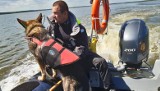Pies policjant z Koszalina brał udział w poszukiwaniach zaginionego mężczyzny