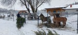 Szczecineckie alpaki lubią choinki. Pałaszują aż miło [ZDJĘCIA]