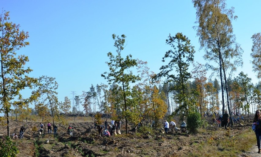 Akcja sadzenia lasu na terenach po huraganie 100-lecia.
