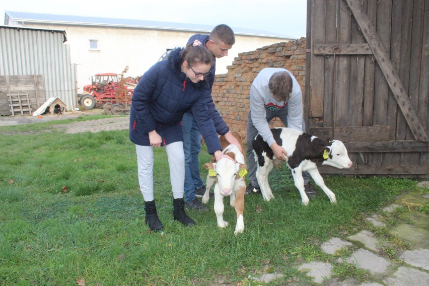 W gospodarstwie rolnym Joanny i Adama Gralaków w Bieganowie...