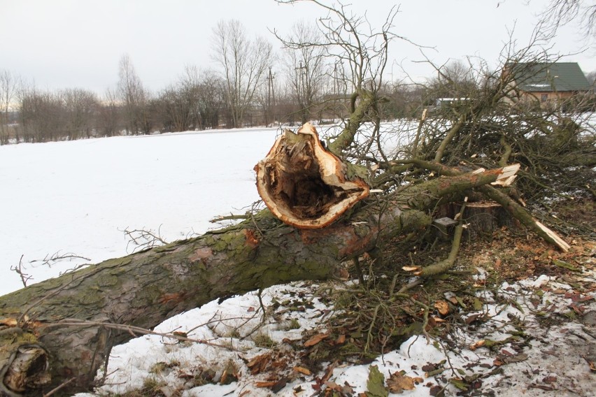 Po awanturze o wycinkę drzew w Łopusznie. Jest oświadczenie z wyjaśnieniami gminy [ZDJĘCIA]