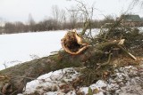 Po awanturze o wycinkę drzew w Łopusznie. Jest oświadczenie z wyjaśnieniami gminy [ZDJĘCIA]