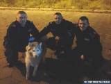 Rasowego psa ukradli sprzed sklepu w Kielcach. Szukali go nocą 