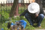 Uwaga! Pszczoły atakują! W Stojkowie zaatakowały rolnika, rowerzystkę i dzieci