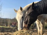 Śląskie: Konie uratowane przed rzeźnią potrzebują pomocy. Klub Gaja prowadzi zbiórkę dla Pegaza i White Lady