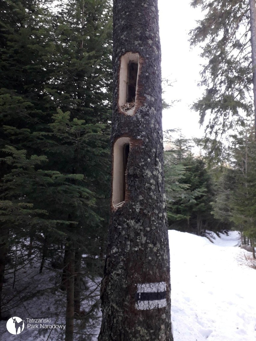 Otwory zrobione przez dzięcioła w tatrzańskich drzewach