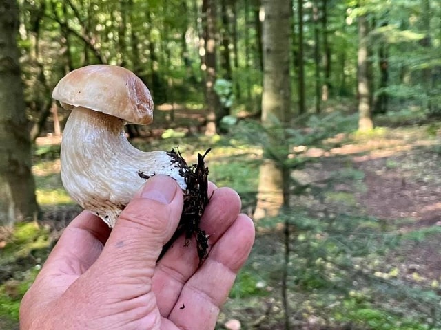 Po deszczach w świętokrzyskich lasach mamy mn&oacute;stwo grzyb&oacute;w. W sobotę i niedzielę, 4 i 5 września pochwaliliście się wieloma pięknymi okazami. Wśr&oacute;d grzybiarzy było też sporo znanych os&oacute;b. Na zdjęciu okaz zabrany przez znanego miłośnika grzybobrań - Zbigniewa Oziębło z Buska-Zdroju. Grzyby są w lasach na terenie całego wojew&oacute;dztwa.Na kolejnych slajdach naszej galerii zamieszczamy Wasze zbiory nadesłane do nas, niekt&oacute;re zamieszczone na grupie Świętokrzyscy grzybiarze. Jeśli byliście na grzybach i trafiliście na piękne okazy, pochwalcie się nimi! Wklejajcie zdjęcia na facebooka, albo przysyłajcie na adres internet@echodnia.eu.Na kolejnych slajdach Wasze zbiory z grzybobrania 4,5 września 2021