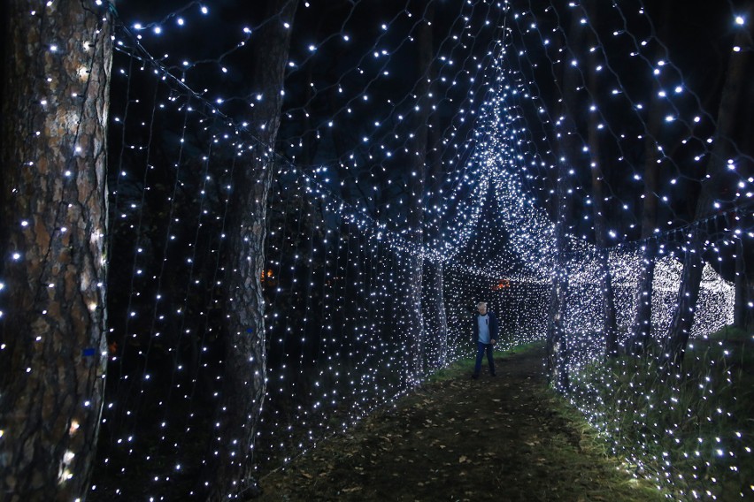 Iluminacje świetlne w Ogrodzie Dendrologicznym w Poznaniu...