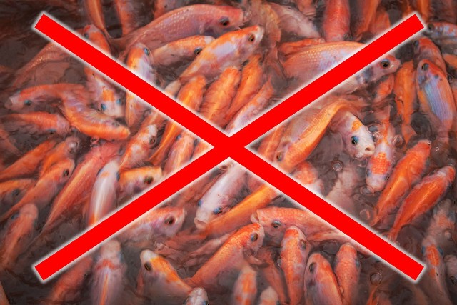 Tych gatunków ryb unikaj, jeśli chcesz uniknąć kłopotów zdrowotnych >>>Na zdjęciu farma tilapii w rzece Mekong. W takich warunkach hodowane są te ryby w Wietnamie.