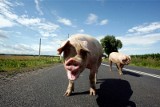 Trzoda chlewna. Uwaga hodowcy świń. Ruszają kontrole gospodarstw w Łodzi i regionie 