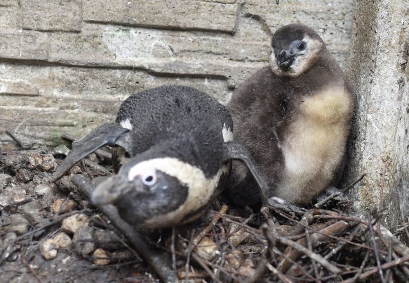 Łódzki ogród zoologiczny