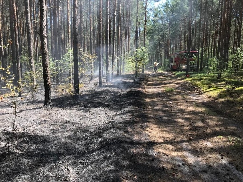 Plaga pożarów lasów w powiecie koneckim. W akcji wiele strażackich zastępów i samoloty 
