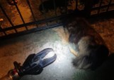 W Kleszczewie strażacy uratowali... zakleszczonego psa [GALERIA]