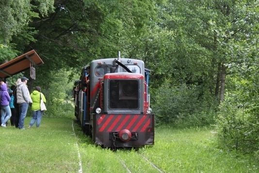 Kolejka wąskotorowa przez Puszczę Białowieską robi furorę