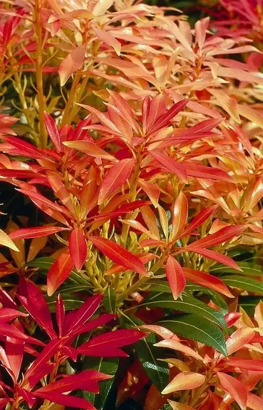 Pieris japoński gatunku Forest FlamePieris zdobi głównie wiosną, gdy jego skórzaste liście przybierają kolor szkarłatny.