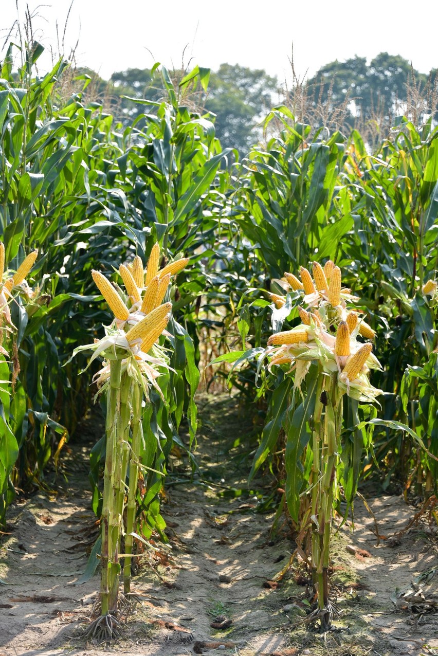 Podlaski Dzień Kukurydzy już w najbliższą niedzielę. Warto przyjechać do Szepietowa [program]