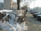 W Głogowie usuwają skutki mroźnej zimy, ale przy tym niszczą zieleń