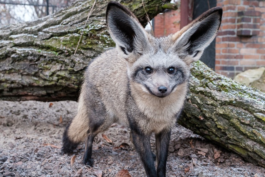 Otocjony wielkouche żyjące w Śląskim Ogrodzie Zoologicznym w...