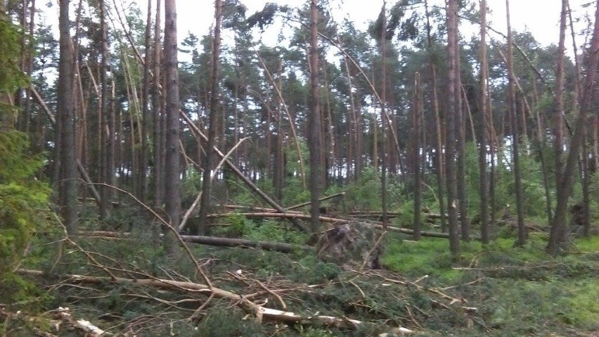 Burze na Śląsku: Olbrzymie szkody w nadleśnictwach RDLP w Katowicach