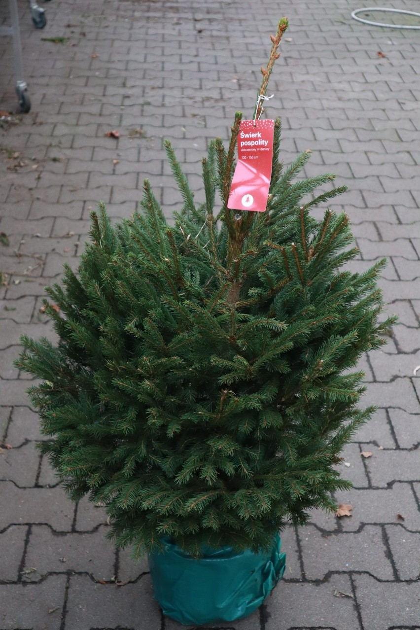 W marketach w Łodzi można kupić kilka gatunków świerka i jodły. CENY