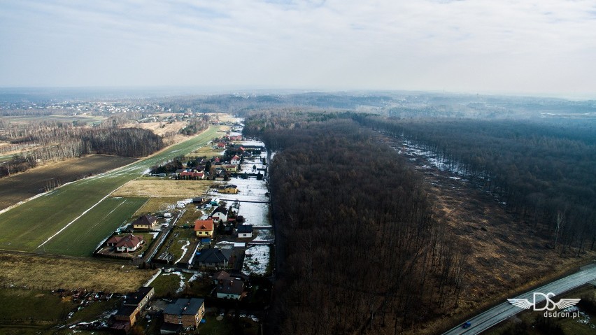 Rybnik: Wycinają las pod drogę Racibórz-Pszczyna