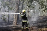 Zakaz wstępu do lasów pod Wrocławiem. "Sytuacja zatrważająca"