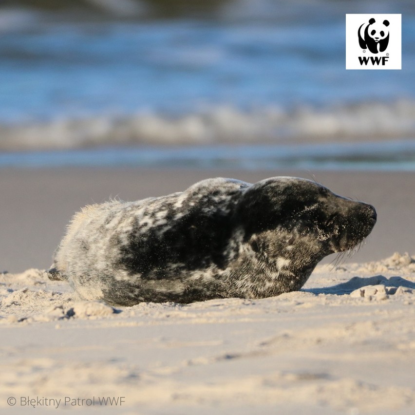 Jak informuje organizacja ekologiczna WWF, jej wolontariusze...