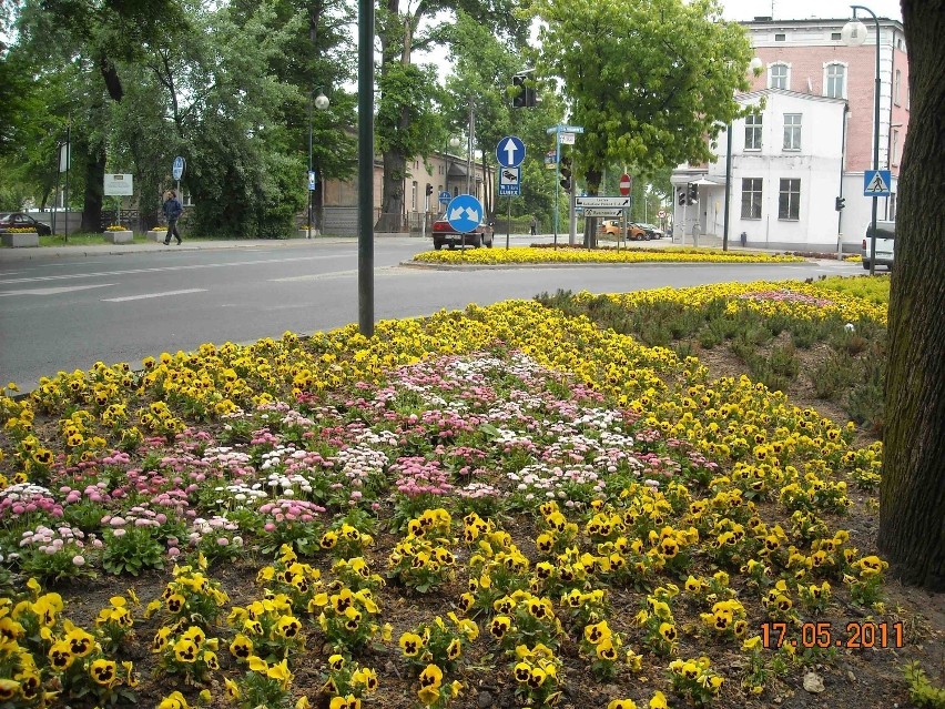 Miasto kupi kilka tysięcy kwiatów, by ratować lokalne firmy...