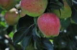 Sadownicy skarżą się na tanie jabłka, a owoce i warzywa drożeją 