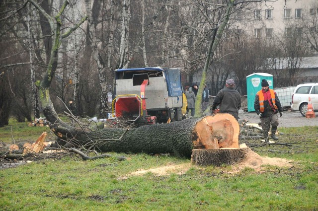 Nikt nie wie, ile drzew wycięto w ciągu tych kilku miesięcy obowiązywania Lex Szyszko, bo nikt nie prowadził żadnej ewidencji.
