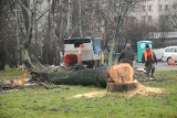 Koniec szalonej wycinki drzew. Ale szkody w przyrodzie są nie do odrobienia