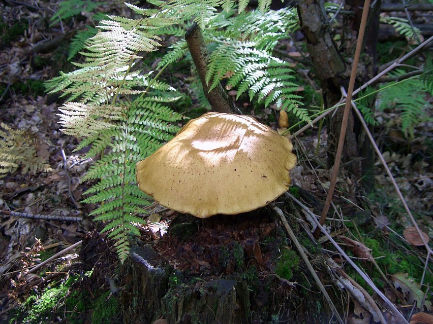 Złotak siarkowy (Buchwaldoboletus hemichrysus) - niejadalny...