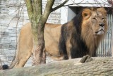 Ogrody zoologiczne w Krakowie i Ostrawie zamieniły się... lwami. Bo młodszy "był zdominowany przez samicę"