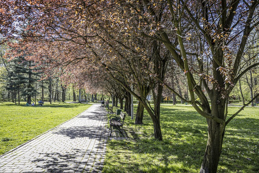 Wiosna zawitała do Parku Kościuszki w Katowicach