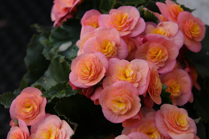 Begonia...