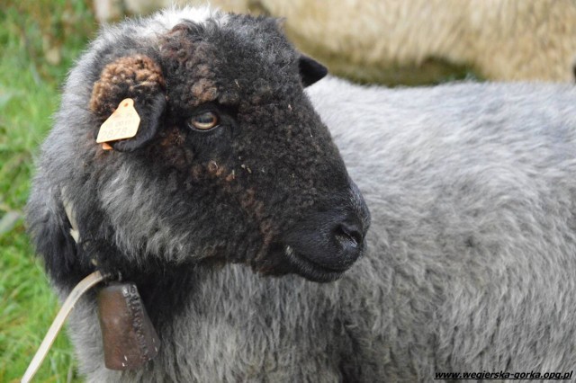 Jesienny spęd owiec Łossod 2016 w Żabnicy