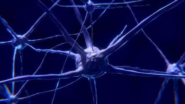 Układ nerwowy człowieka może zawierać nawet 15 miliardów neuronów, tworzących sieć o wręcz niewyobrażalnym stopniu skomplikowania.