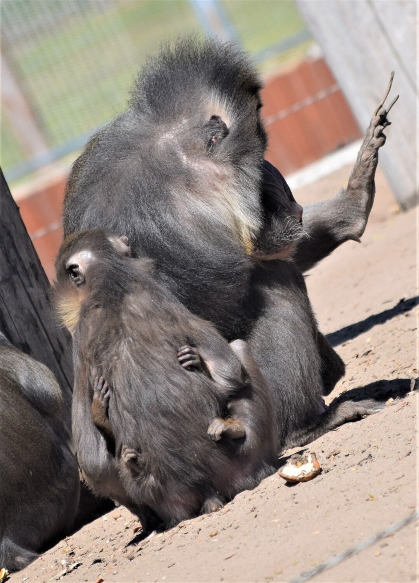 Baby boom zapanował w Zoo w Borysewie koło Poddębic. Ale słodziaki! 