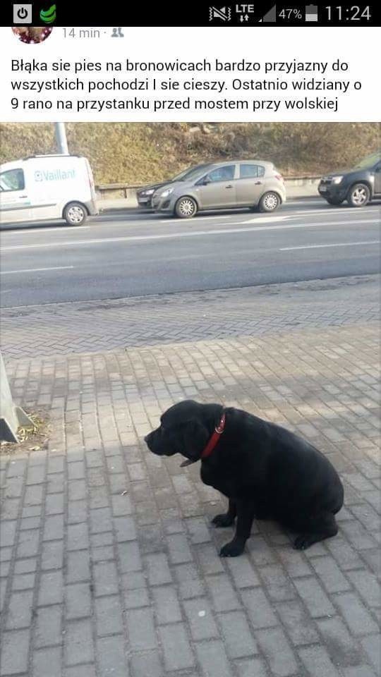 Ktoś zabrał psa z przystanku przy Drodze Męczenników Majdanka. Szukają go właściciele