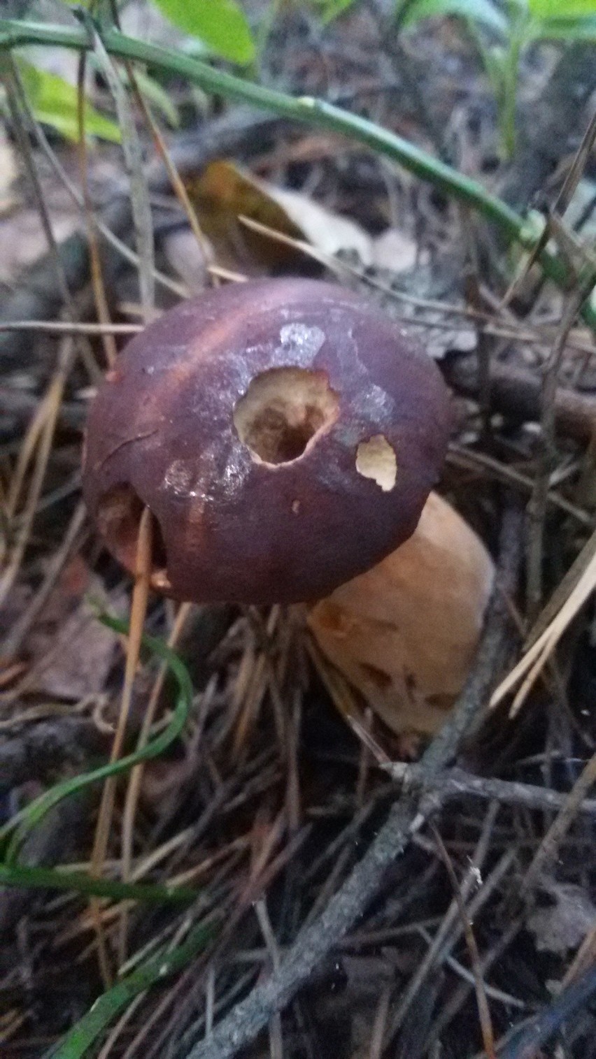 W naszych lasach znaleźć można różnorakie gatunki grzybów