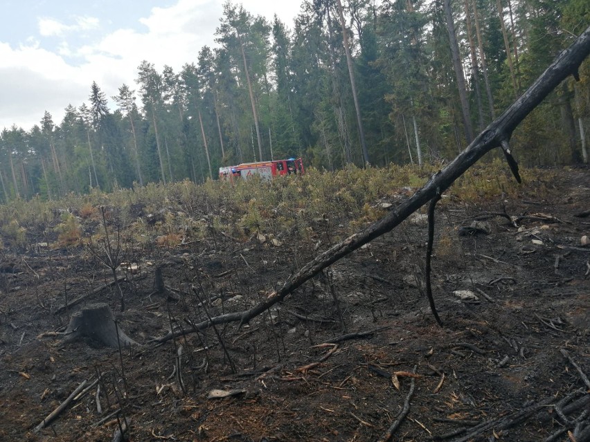 Pożar lasu w Wołowie, przy drodze krajowej numer 42. Były utrudnienia dla kierowców [ZDJĘCIA]