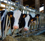 UOKiK stawia zarzuty Farmie Mleka, bo chwaliła się, że posiada już kilkaset sztuk bydła, a miała 11 krów