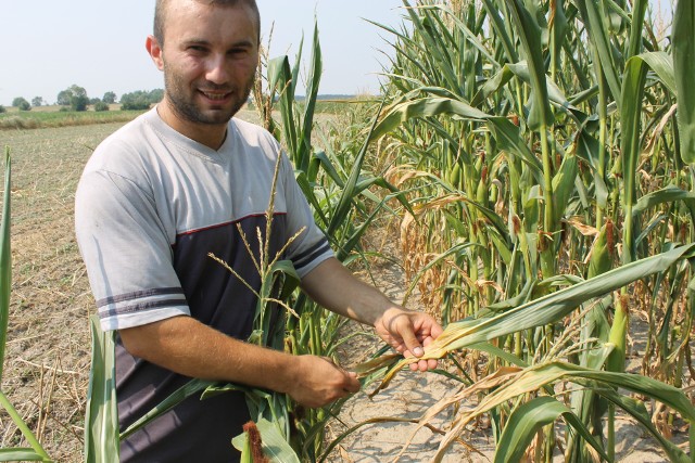 - Plony kukurydzy w niektórych miejscach będą nawet o 70 procent niższe niż planowane - mówi Tomasz Wiciak, który pracuje w komisji szacującej szkody w gminie Namysłów.