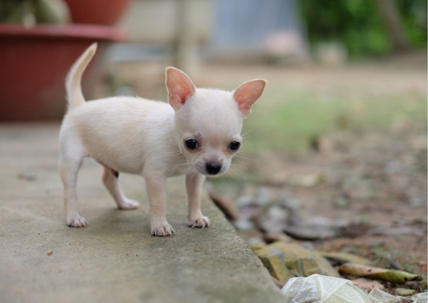 Chihuahua...